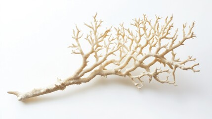 A single coral branch, isolated on white, with soft, detailed textures and a subtle glow from natural light.