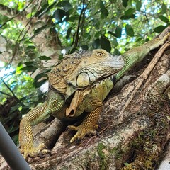 Iguana 