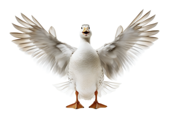 A White Duck with Outstretched Wings Facing Forward, Isolated on Transparent and White Background