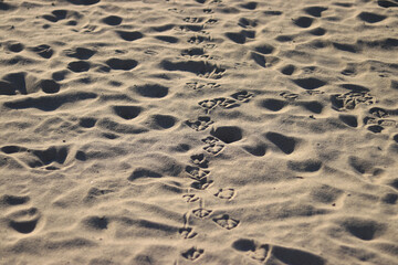 Small bird footprints in the sand