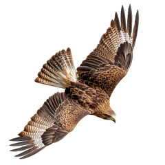 Aerial view of brown hawk flying with outstretched wings on transparent background clipart