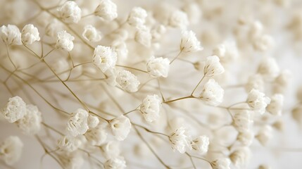 Delicate White Baby Breath Flowers Close Up