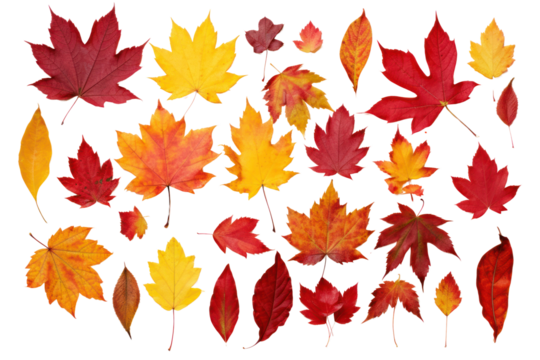A variety of autumn leaves from the United States featuring diverse shapes and colors, including maple, elm,