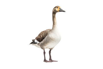 Adorable long-necked goose standing upright with its wings slightly spread, showcasing its graceful posture
