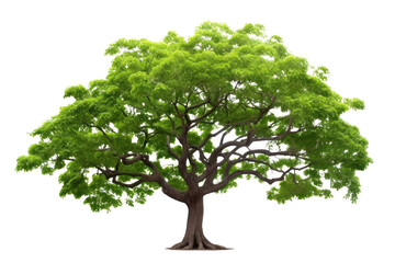 Obraz premium An elegant rain tree, showcasing its impressive size and wide canopy filled with lush foliage. The tree's thick trunk is rugged and textured