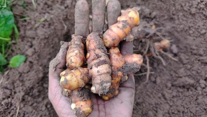 Freshly Harvested Turmeric Roots