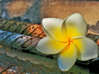 A beautiful white and yellow frangipani flower blooming on a tropical wall