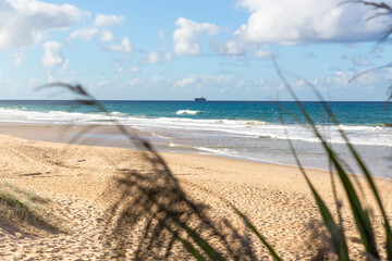 A stunning coastal view framed by pandanus and native Australian trees, revealing the sandy beach and ocean waves of the Sunshine Coast, Queensland.