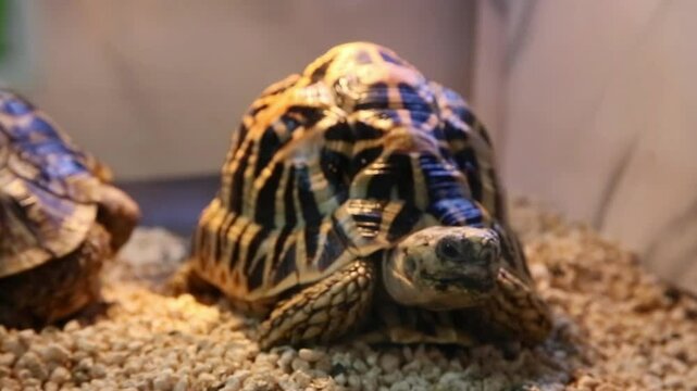 The turtle has a very nice shell and is shiny
