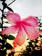 pink flower with water drops