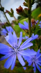 A beautiful blue flower blooming in green grass, surrounded by colorful petals and nature's vibrant hues