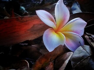 A beautiful frangipani and plumeria flower bloom on a tropical tree with white, pink, and yellow petals in a sunny garden