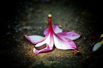 A close-up of pink and yellow flowers with pink and white blooms in a vibrant garden