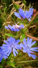 A beautiful blue flower blooming in green grass, surrounded by colorful petals and nature's vibrant hues