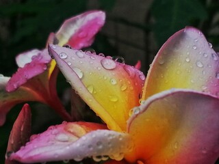 Pink flower with rain drops closeup in a garden during spring