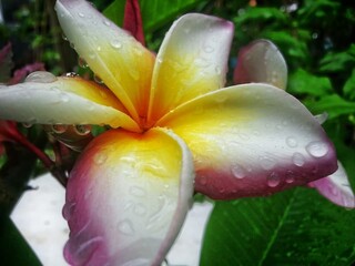 pink and yellow flower,water drop