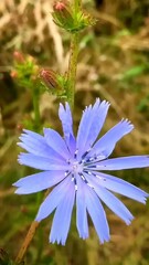 A beautiful blue flower blooming in green grass, surrounded by colorful petals and nature's vibrant hues