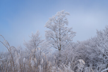 美しい霧氷の木々と青空