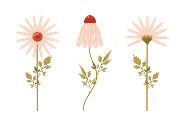 A set of chamomile daisies. The concept of cultivation.
