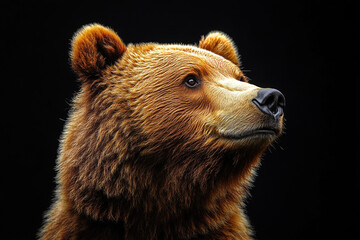 Obraz premium Grizzly Bear Portrait Against Dark Background