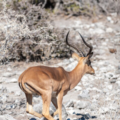 Closeup of an Impala - Aepyceros melampus- grazing on the plains of Etosha National Park, Namibia.