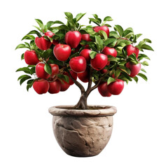 Miniature Apple Bonsai Tree Red Apples isolated