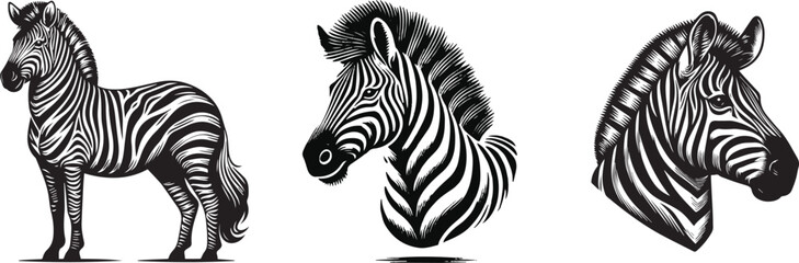 zebra vector