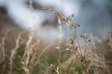 brown natural grass blowing field