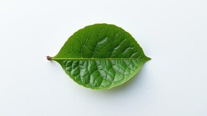 Obraz premium A lush green leaf perches elegantly on a pristine white backdrop, its smooth surface glistening vibrantly. A delicate brown stem anchors it softly in place