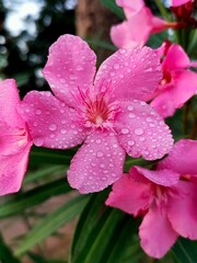 Macro closeup of a delicate pink azalea flower blooming in a vibrant spring garden
