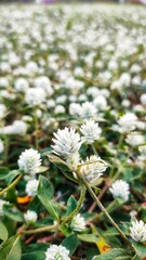 A close-up of white daisies blooming in a meadow and garden