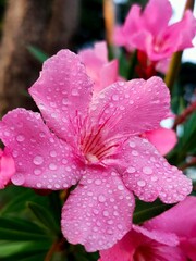 Macro closeup of a delicate pink azalea flower blooming in a vibrant spring garden