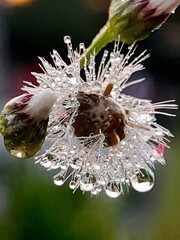 A close-up of a bee on a vibrant purple flower with delicate petals in a garden during spring