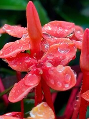 Macro shot of a dew-kissed pink rose petal, showcasing the intricate beauty of nature