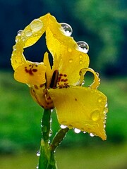 Golden carnival mask with floral accents on a black background