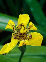 Yellow iris flower with dew drops in a spring garden
