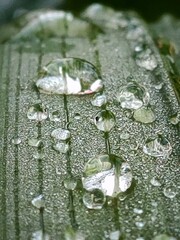 A close-up of water droplets on a green leaf with a wet texture, capturing the essence of nature, rain, and dew in a festive, holiday-inspired setting