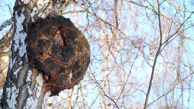 Birch chaga. The chaga mushroom growing on a birch tree. Birch mushroom. Oblique tubular tinder (chaga).  Treatment, medicine, and health.