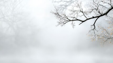 Delicate misty fog blanketing a serene landscape outdoor scene nature photography tranquil environment soft perspective
