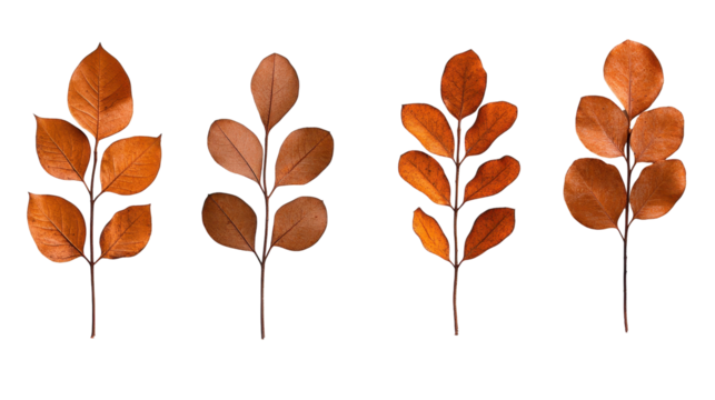 Elegant brown leaves on a white background. transparent background