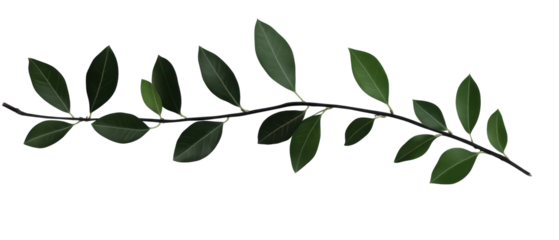 Elegant green leaf branch for natural decor. transparent background