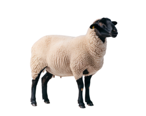  a sheep characterized by its distinctive black head and legs, in contrast to its cream-colored body. 