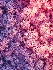 Fototapeta premium Purple flowers close-up
