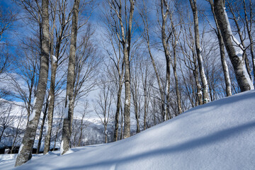 スキー場　ゲレンデ風景　白馬岩岳スノーフィールド