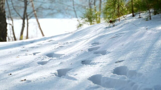 Fresh tracks of wild fur-bearing animals on the snowy surface. Tracking animals, recognizing footprints in the snow. Hunting fur-bearing animals.