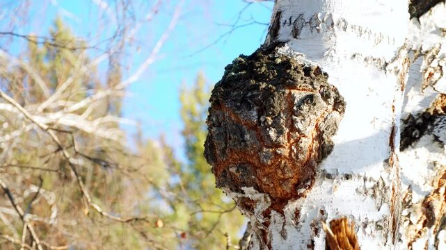 Birch chaga. The chaga mushroom growing on a birch tree. Birch mushroom. Oblique tubular tinder (chaga).  Treatment, medicine, and health.