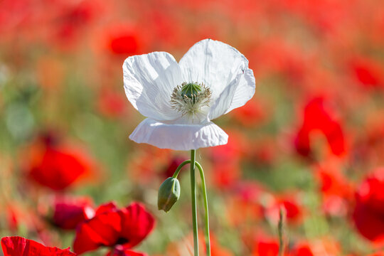 Amapola Real