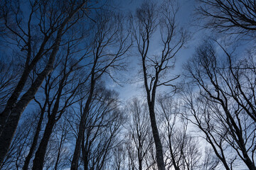 スキー場　ゲレンデ風景　白馬岩岳スノーフィールド