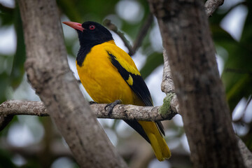 yellow billed hornbill