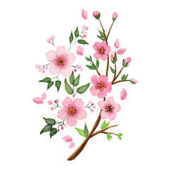hand drawn watercolor sakura flower blossom